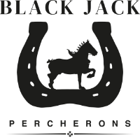Percheron Black Jack Mayer
