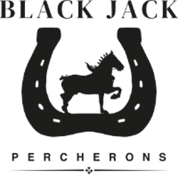 Percheron Black Jack Mayer